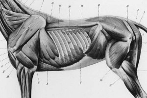 Översikt över hästens muskeluppbyggnad