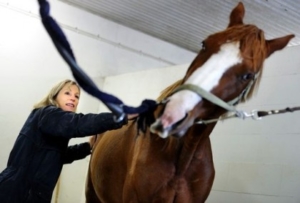 Ulrika ger behandling till häst i stallet