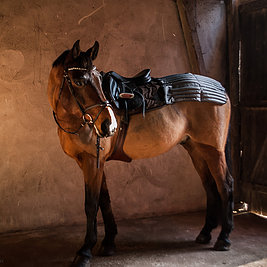 Ergonomiskt anpassade vetevärmare för häst