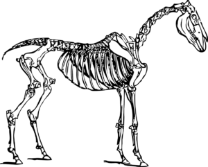 Hästens anatomi - så ser hästen sekelett ut