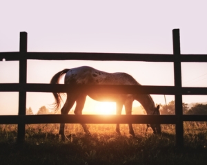 välmående häst betar i solnedgången