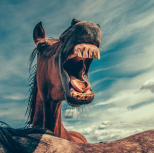 Friska tänder ger en glad och leende häst
