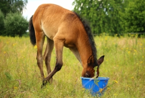 Häst som äter foder i hage