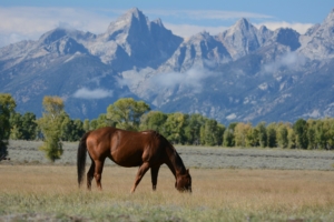 häst på bete med berg i bakgrunden